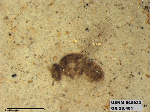 Genus sp