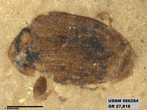 Insecta