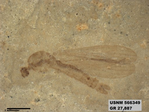 Genus sp
