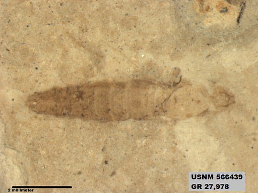 Genus sp