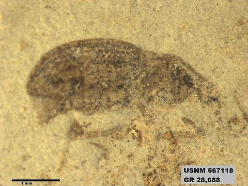 Insecta
