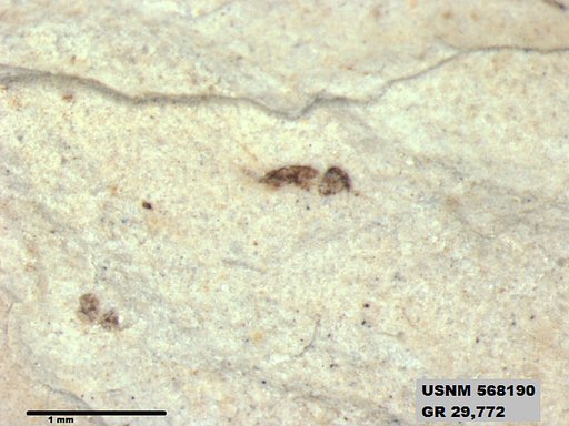 Insecta