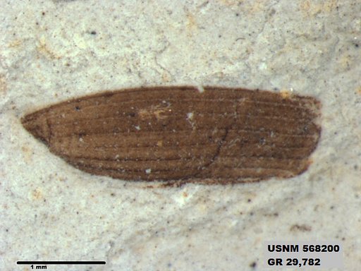 Insecta