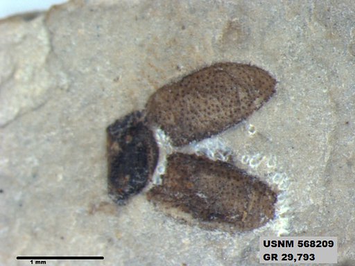Insecta
