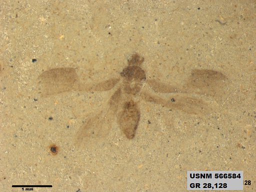 Genus sp