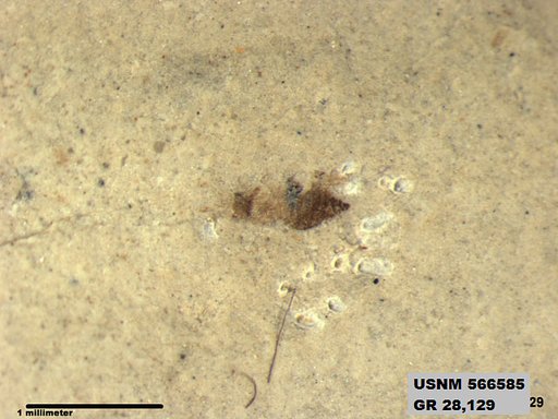 Genus sp