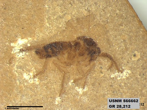 Insecta
