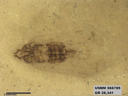 Genus sp