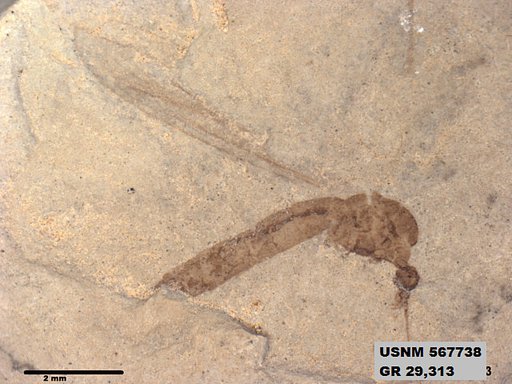 Genus sp