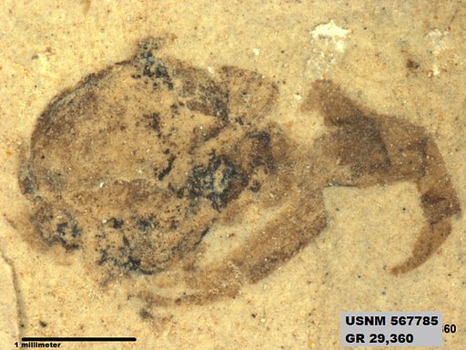 Genus sp
