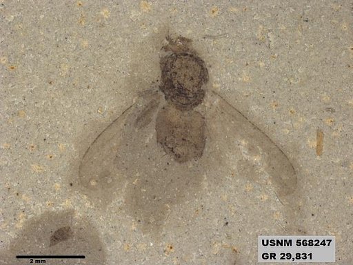 Genus sp