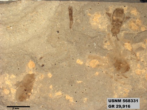 Tipula sp