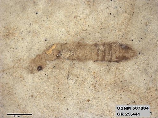 Genus sp
