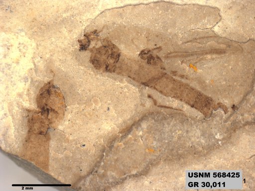 Genus sp