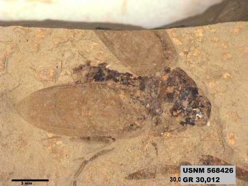 Genus sp
