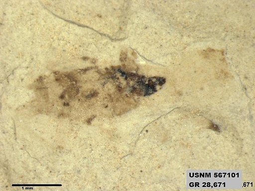 Insecta