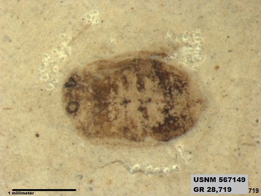 Insecta