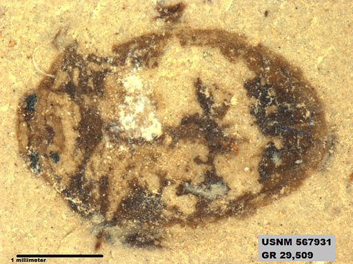 Insecta
