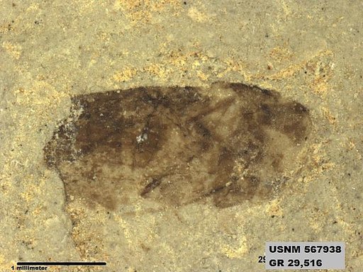 Genus sp