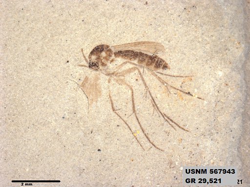 Genus sp