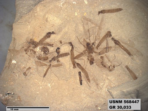 Genus sp