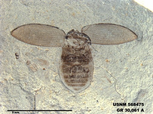 Genus sp