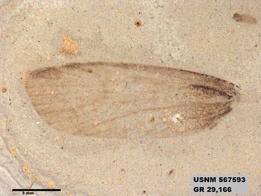 Genus sp