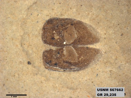 Insecta