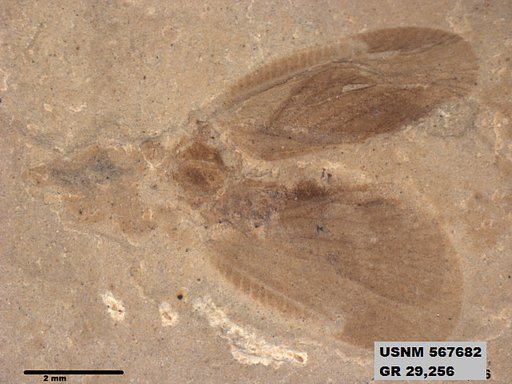 Genus sp