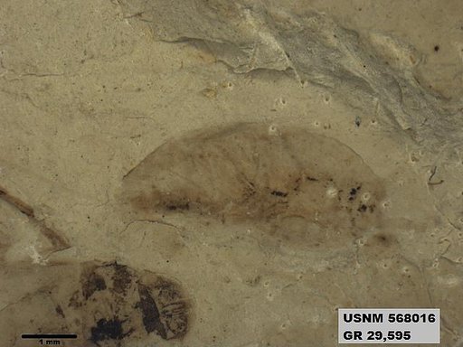 Genus sp