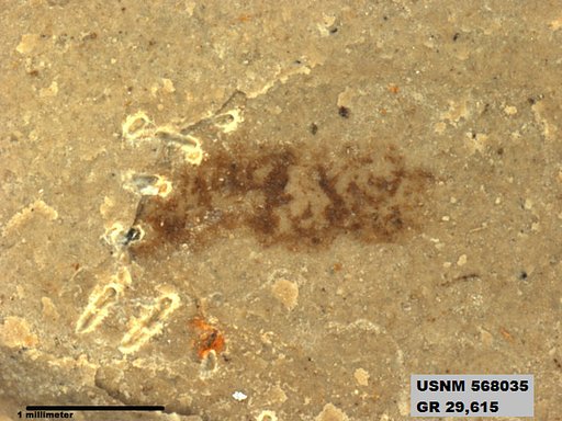 Genus sp