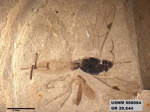 Genus sp