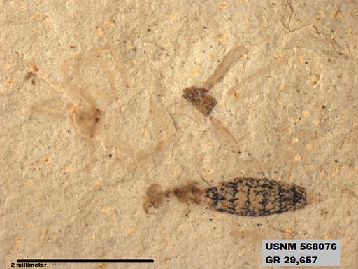 Genus sp