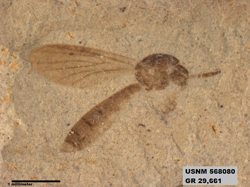 Insecta