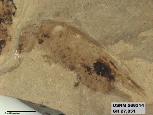 Genus sp
