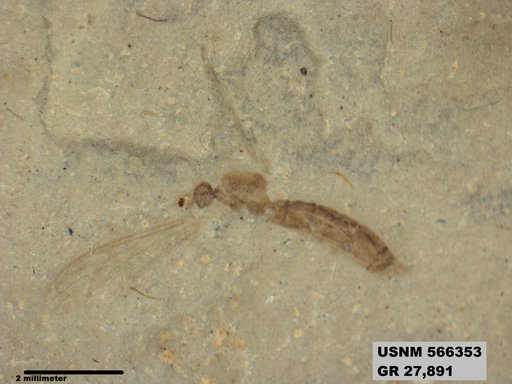 Insecta