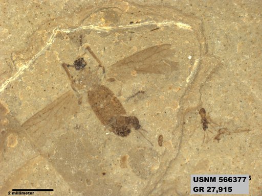 Genus sp
