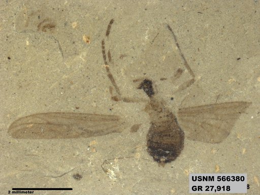 Insecta