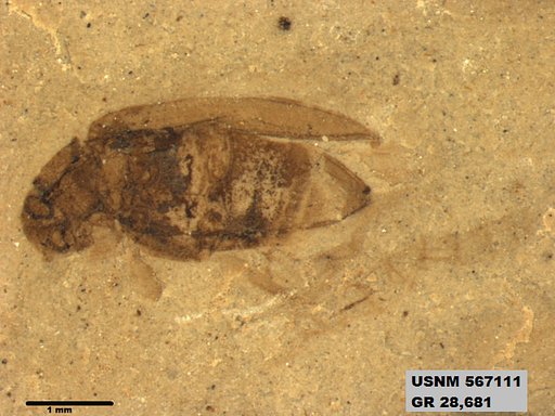 Insecta