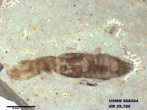 Genus sp