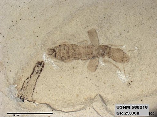Genus sp