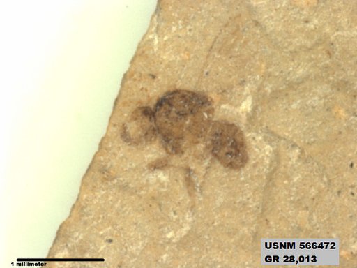 Insecta