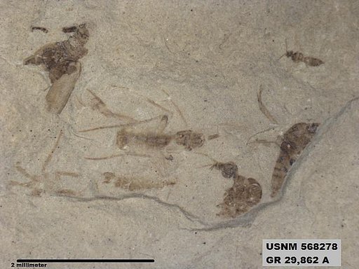 Genus sp