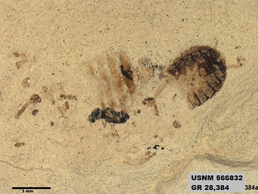 Genus sp