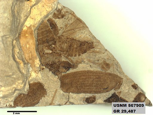 Insecta