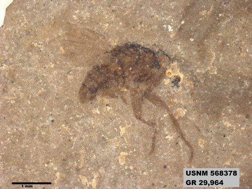 Insecta