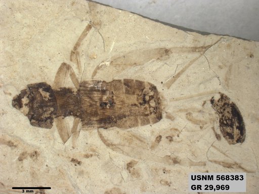 Genus sp