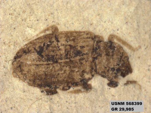 Insecta