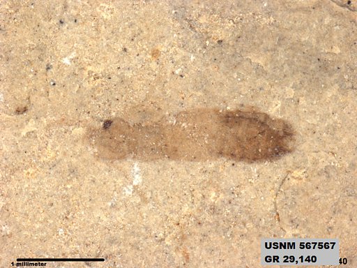 Genus sp