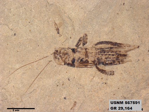 Genus sp